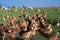 Free range brown hens of sustainable farm in chicken garden.