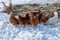 Free range brown and white hens of sustainable farm on snowy ground.