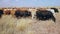 Free-range cattle grazing on a rural farm