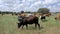 Free-range cattle grazing on a rural farm