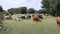 Free-range cattle grazing on a rural farm