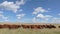 Free-range cattle grazing on a rural farm