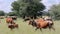 Free-range cattle grazing on a rural farm