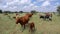 Free-range cattle grazing on a rural farm