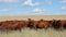 Free-range cattle grazing on a rural farm