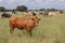 Free-range cattle on a rural farm, South Africa