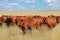 Free-range cattle on a rural farm - South Africa