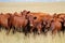 Free-range cattle on a rural farm - South Africa