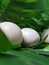 free-range chicken eggs garnished with fresh green leaves.