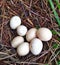 Free-range chicken eggs laid on weeds leaves