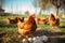 Free-Range Chicken Farm Dedicated to Ethical and Sustainable Poultry Raising, AI