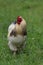 A free range chicken foraging in a Farmyard