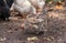 Free Range Chickens Enjoying the Afternoon and Eating Grain. Chickens on traditional free range poultry farm. A group of free