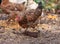 Free Range Chickens Enjoying the Afternoon and Eating Grain. Chickens on traditional free range poultry farm. A group of free