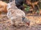 Free Range Chickens Enjoying the Afternoon and Eating Grain. Chickens on traditional free range poultry farm. A group of free