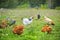 Free range chickens on farm