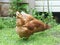 Free Range Chickens in Garden Happy Life.