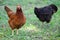 Free range chickens gathering, on the grass