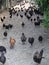 Free Range Chickens Grazing in the Countryside Near Jiujiang, Jiangxi, China