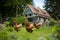 free-range chickens in a lush, green backyard
