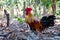 Free range chickens roam the yard on a small farm