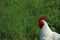 Free-range chickens rooster in the grass meadow o