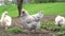 Free range chickens walking around a country farm foraging for food in the farmyard.