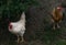 Free-range chiken. hens