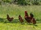 Free range cockerel and hens in Croatia