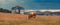 Free range cow grazing on pasture land of Zlatibor mountain hills on overcast summer day