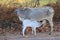 Free range cow with suckling calf on a rural farm India.