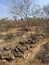 Free range cows in a dry landscape