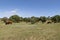 Free range cows grazing at the meadow in the Algarve, Portugal