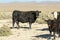 Free range cows grazing next to the Black Rock desert