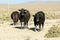 Free range cows grazing next to the Black Rock desert