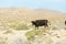 Free range cows grazing next to the Black Rock desert