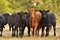 Free range cows in the woods