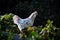 Free range cross breed hen on fence in Australian sustainable garden keeping chickens, self sufficiency at home