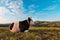 Free-range dairy farming cow resting on Zlatibor hills slopes