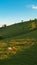 Free-range dairy farming cows grazing on Zlatibor hills slopes