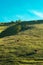 Free-range dairy farming cows grazing on Zlatibor hills slopes