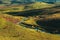 Free-range dairy farming cows grazing on Zlatibor hills slopes