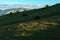 Free-range dairy farming cows grazing on Zlatibor hills slopes