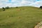 Free-range dairy farming cows grazing on Zlatibor hills slopes