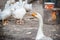 A free-range duck farm with a flock of birds. Ducks, geese and drakes walk around the farm. Close up