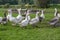 Free-range geese on the pasture of an organic farm, animal concept for species-appropriate keeping