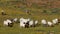 Free-range goats in a field with yellow wild flowers, Namaqualand, South Africa