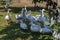 Free range goose farming, Poland
