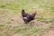 Free Range Hen in Pasture