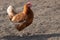 Free range hen of sustainable farm in chicken garden.